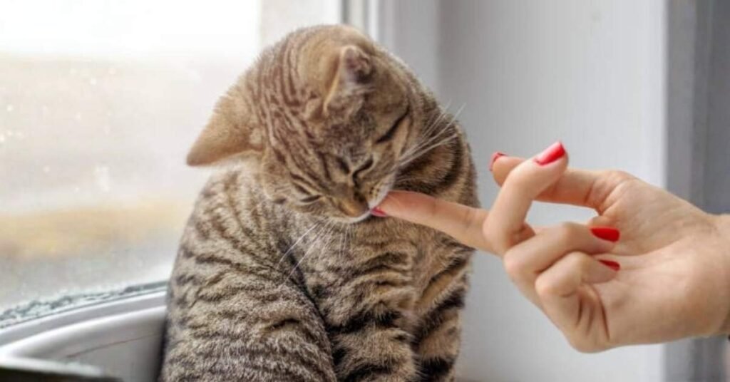Cat eye nail polish